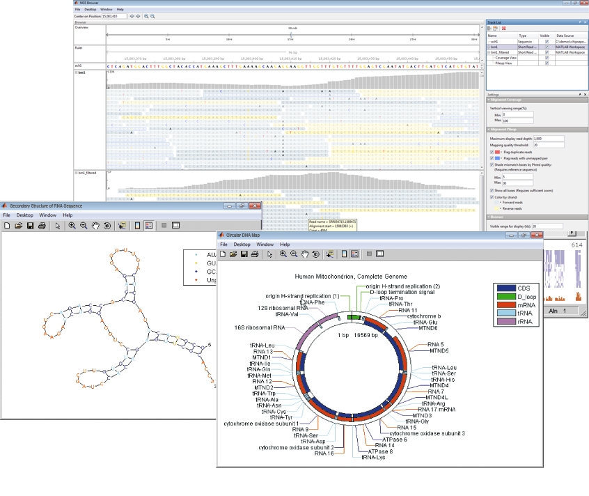 Браузер NGS (вверху), круговая карта ДНК (внизу) и вторичная структура последовательности РНК (слева). Bioinformatics Toolbox включает в себя приложение NGS Browser для визуализации данных последовательности.